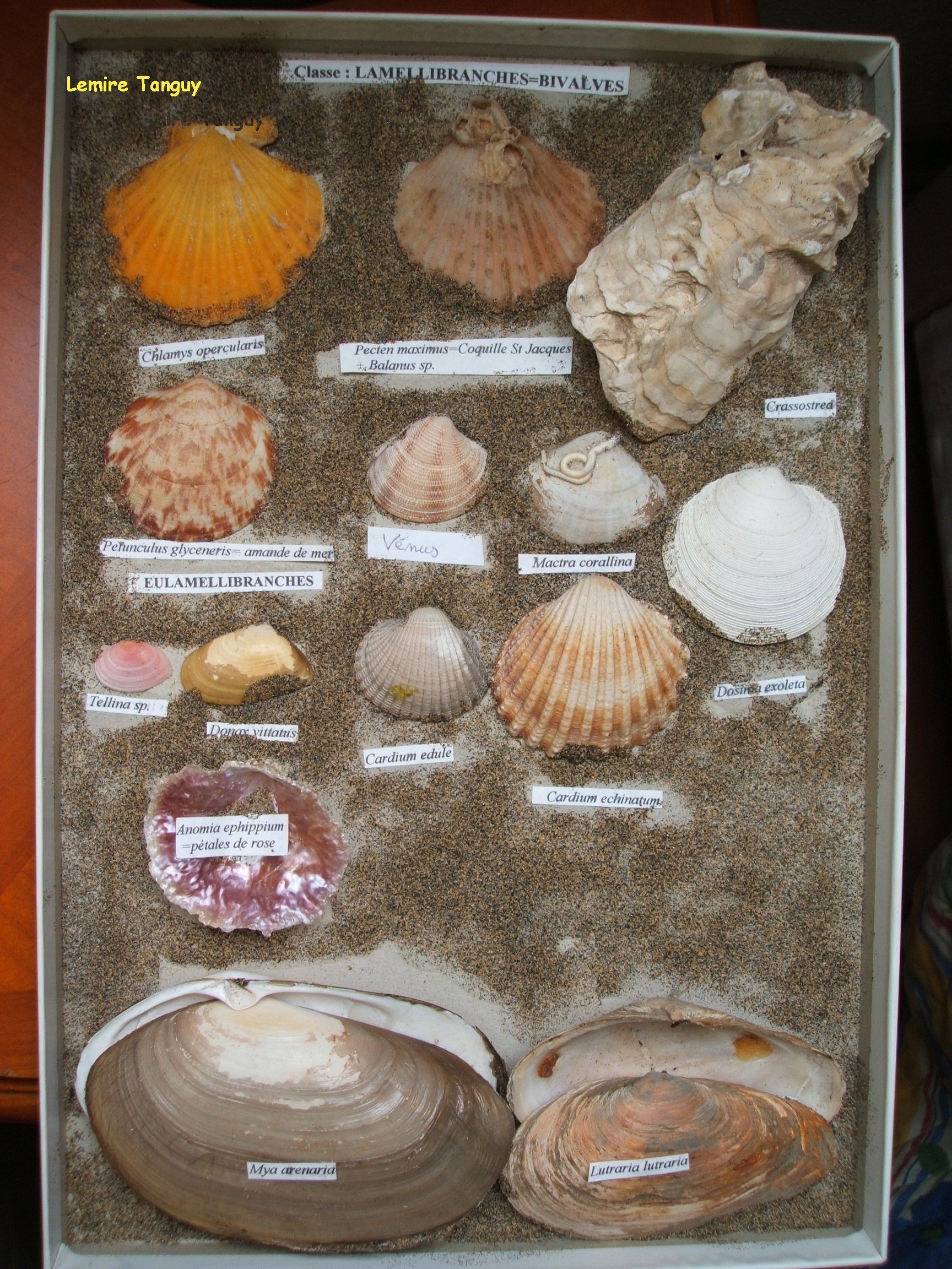 Partez à la pêche aux coquillages